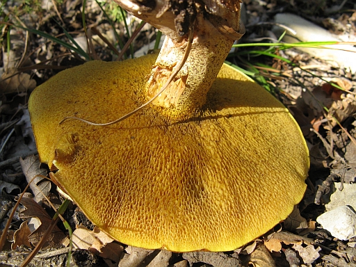 Suillus sp.?